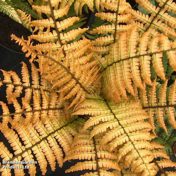 Dryopteris wallichiana 'Jurassic Gold'