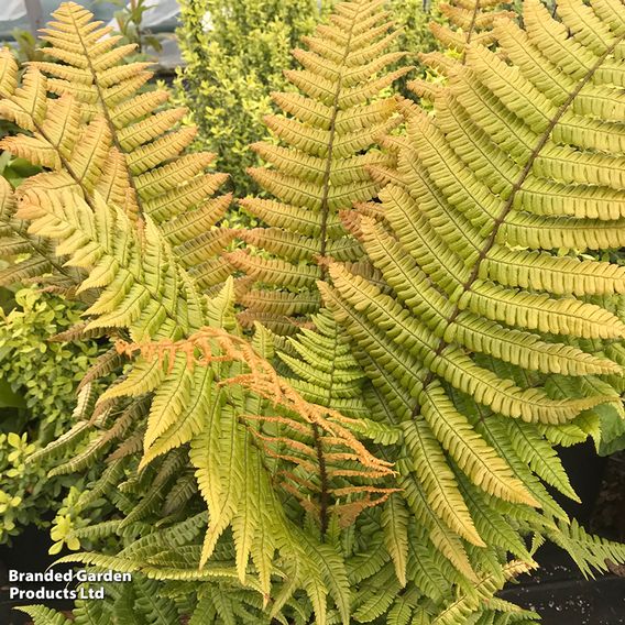 Dryopteris wallichiana 'Jurassic Gold'