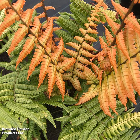 Dryopteris wallichiana 'Jurassic Gold'