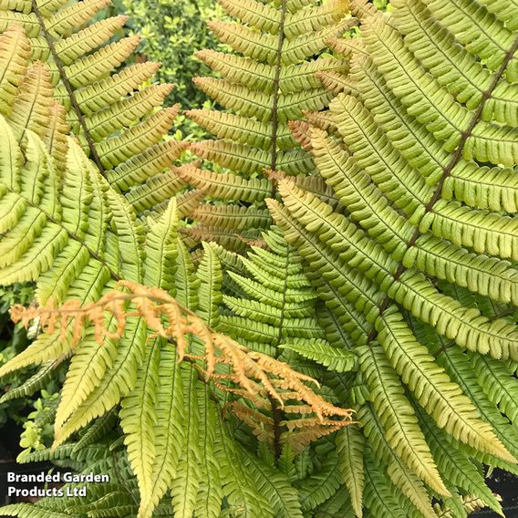 Dryopteris wallichiana 'Jurassic Gold'