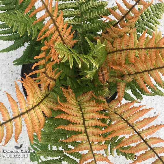 Dryopteris wallichiana 'Jurassic Gold'
