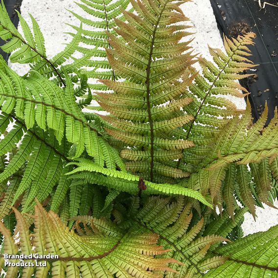 Dryopteris wallichiana 'Jurassic Gold'