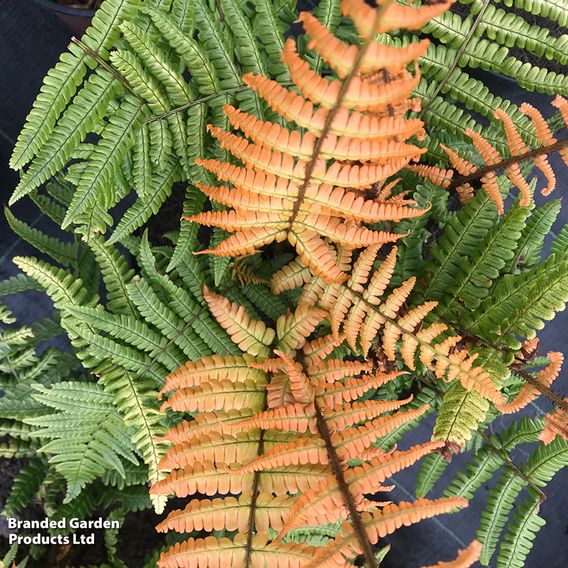 Dryopteris wallichiana 'Jurassic Gold'