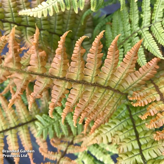 Dryopteris wallichiana 'Jurassic Gold'