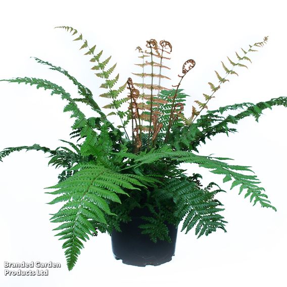 Dryopteris wallichiana 'Jurassic Gold'
