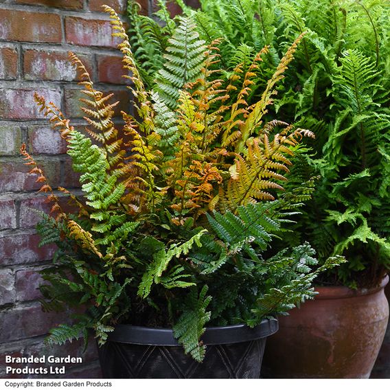 Dryopteris wallichiana 'Jurassic Gold'