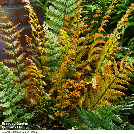 Dryopteris wallichiana 'Jurassic Gold'