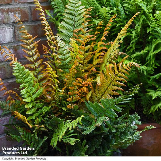 Dryopteris wallichiana 'Jurassic Gold'