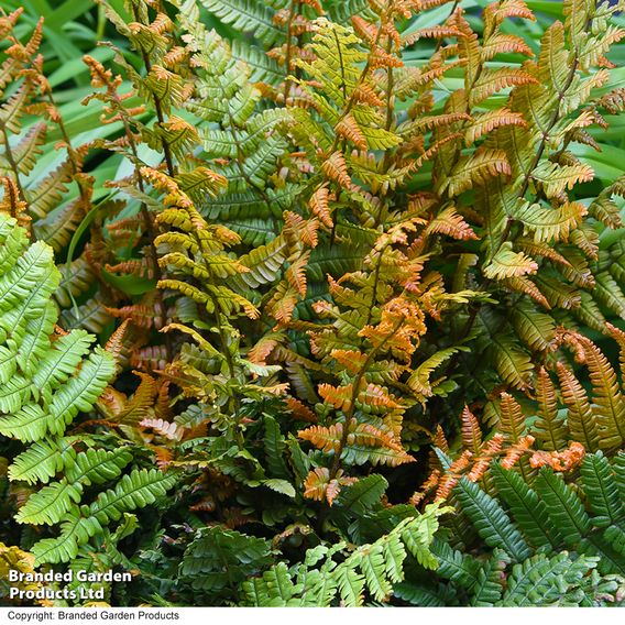 Dryopteris wallichiana 'Jurassic Gold'