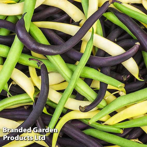Suttons Lucky Dip Pea & Bean Seeds