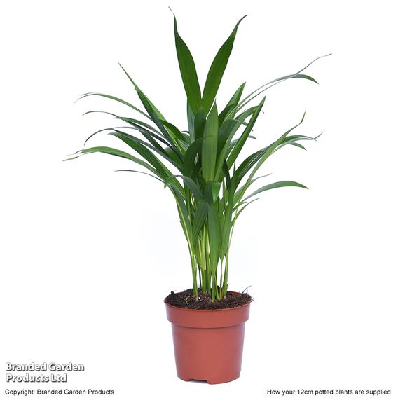 Bamboo Palm