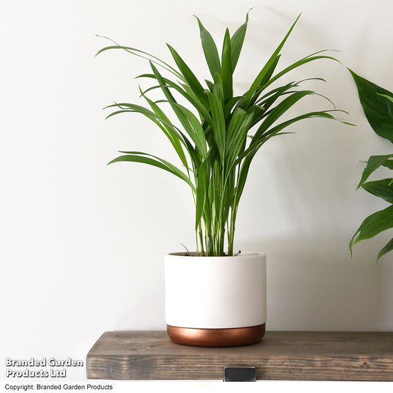 Bamboo Palm