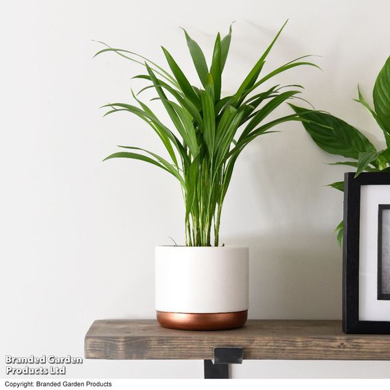 Bamboo Palm