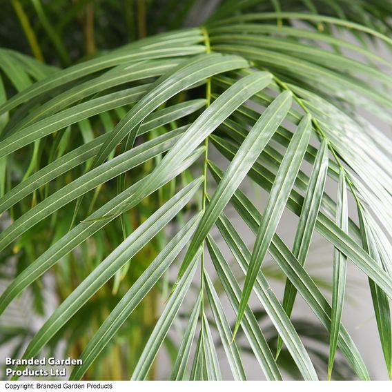 Bamboo Palm