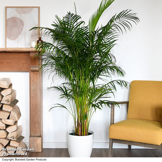 Bamboo Palm