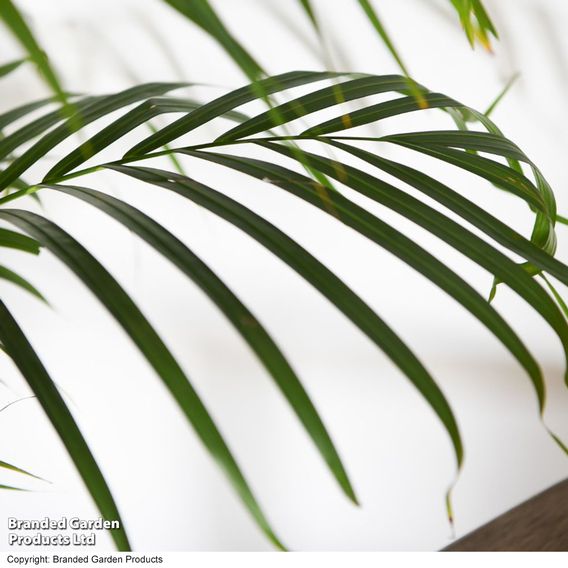 Bamboo Palm