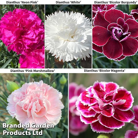 Dianthus 'Scented Pleasures Collection'