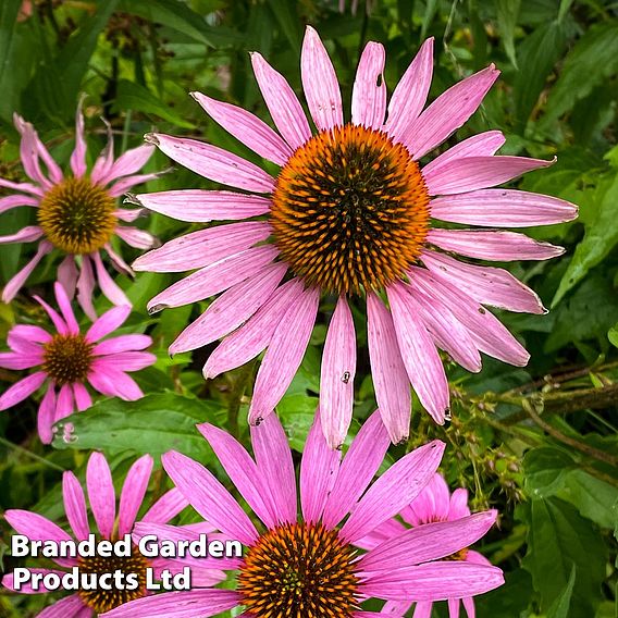 Echinacea purpurea 'Brilliant Star' - Seeds