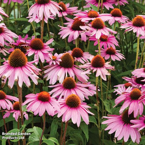 Perfect Perennial Collection