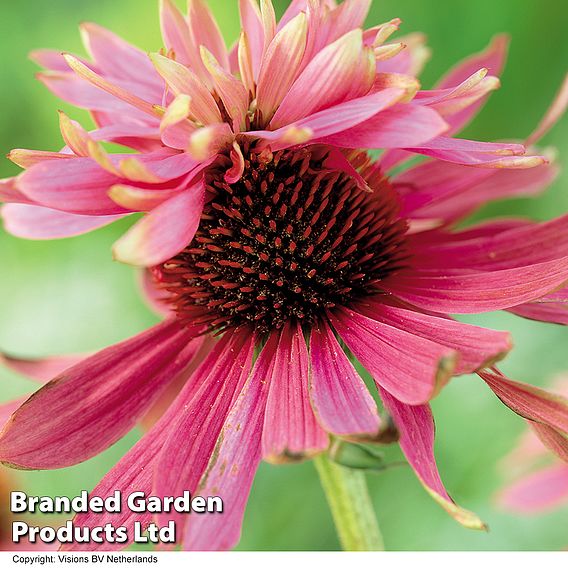 Echinacea purpurea 'Double Decker'