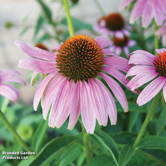 Echinacea purpurea 'Magnus'