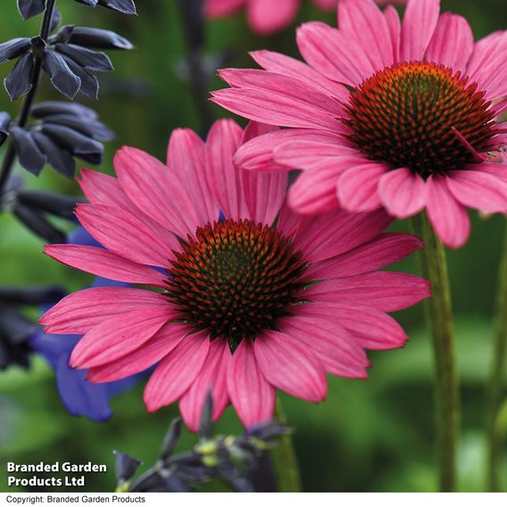Echinacea purpurea 'Magnus'