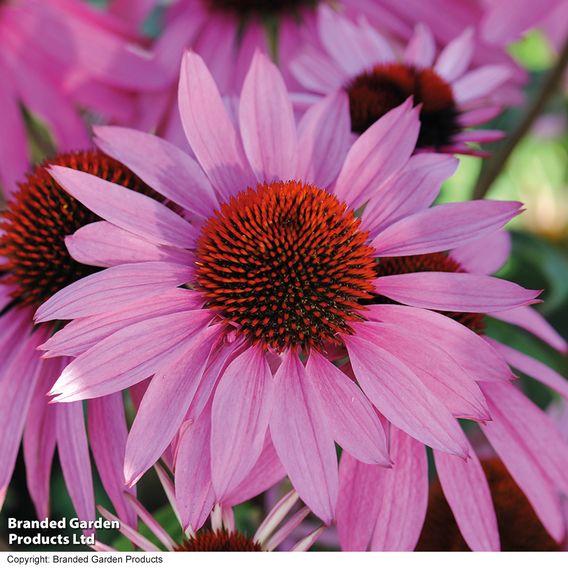 Perennial Cottage Garden Collection