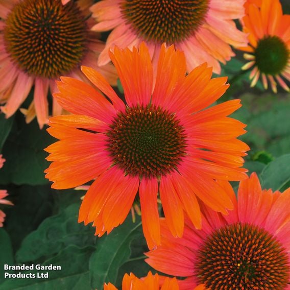 Echinacea purpurea 'Papallo Power Coral Orange'