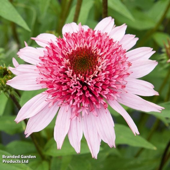 Echinacea purpurea 'Papallo Semi Double Pink'