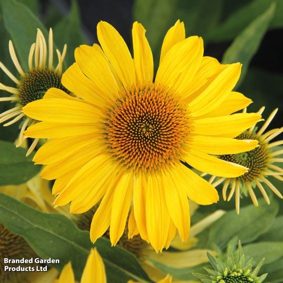 Echinacea purpurea 'Papallo Classic Deep Yellow'
