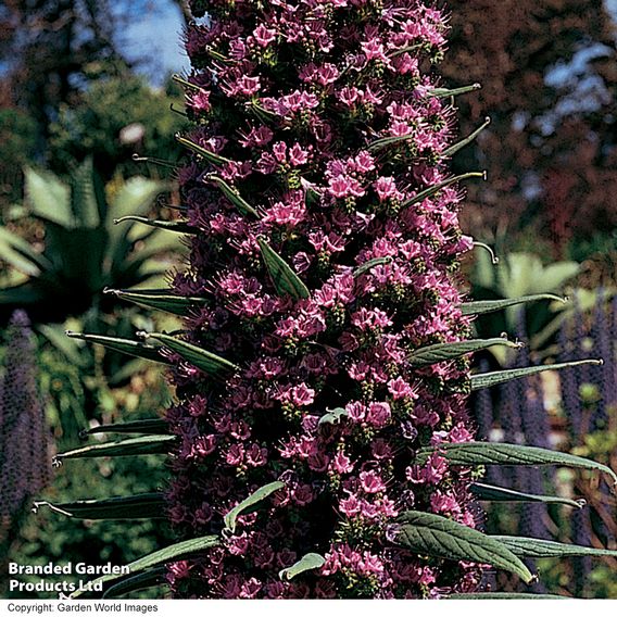 Echium pininana