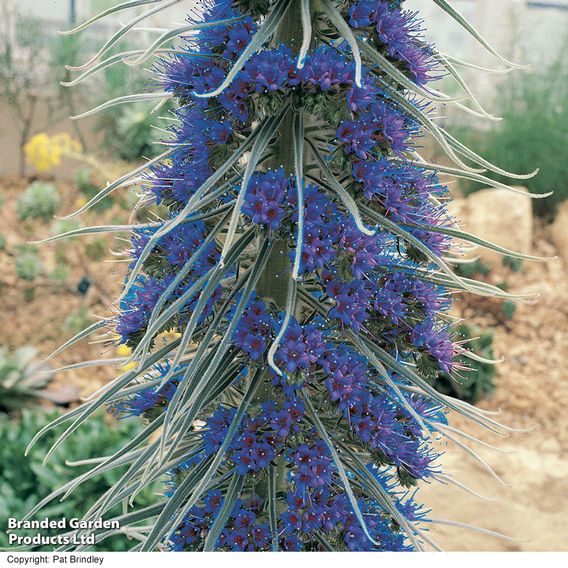 Echium pininana