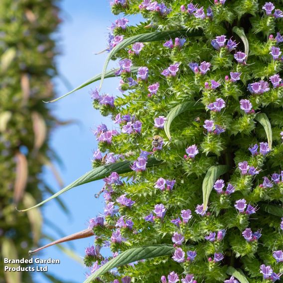 Echium pininana - Seeds