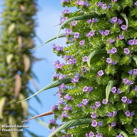 Echium pininana