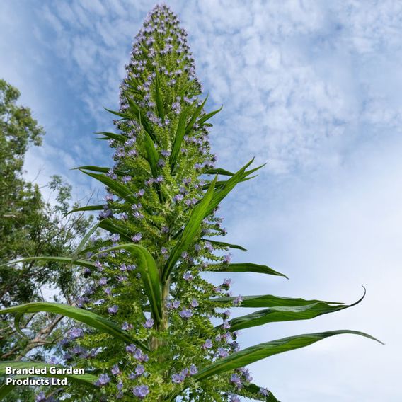 Echium pininana - Seeds