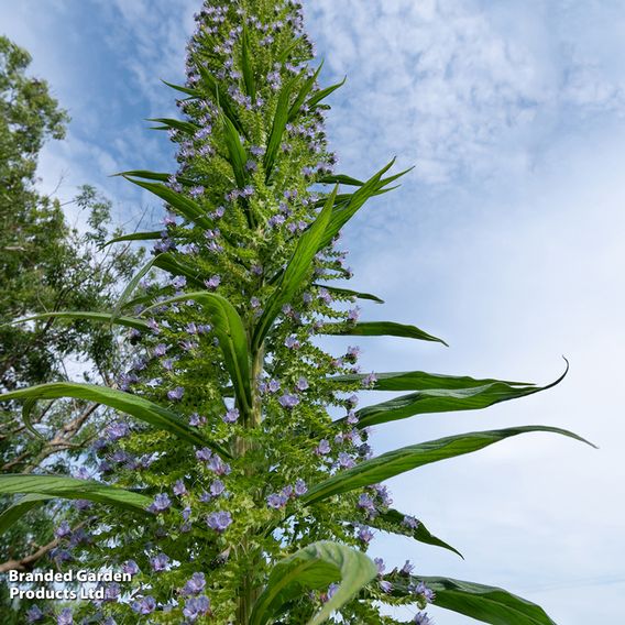 Echium pininana