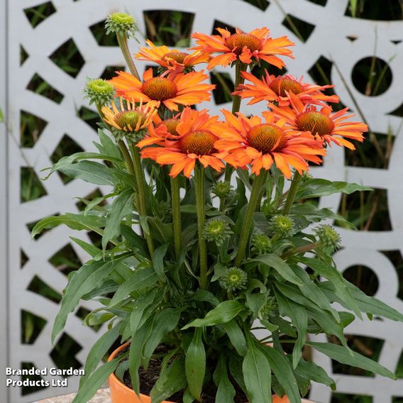 Echinacea 'Prima Saffron'