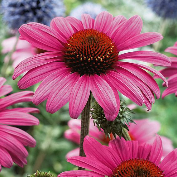 Echinacea purpurea