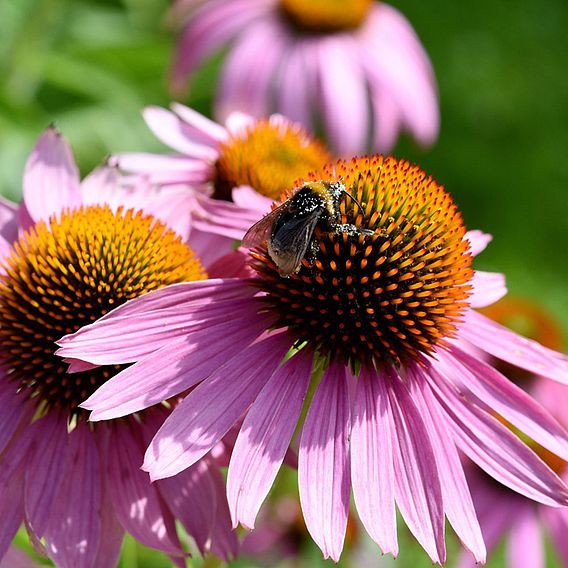 Echinacea purpurea