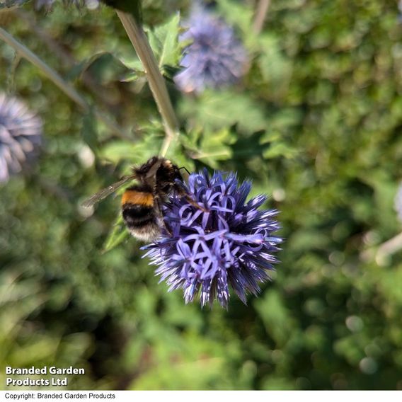 Echinops Ritro