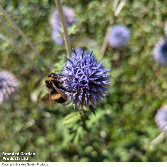 Echinops Ritro