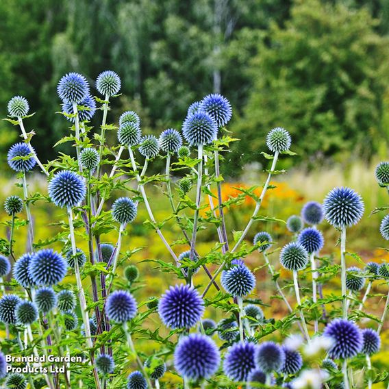 Echinops Ritro