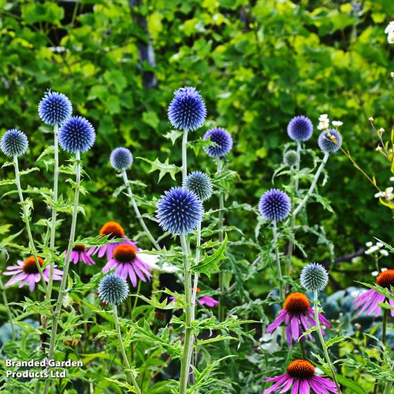 Echinops Ritro