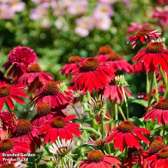 Echinacea 'Sombrero Salsa Red'