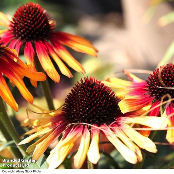 Echinacea 'Sunseekers Tequila Sunrise'