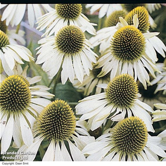 Echinacea purpurea 'White Swan'