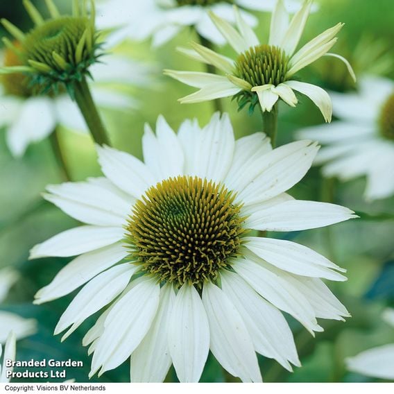 Echinacea purpurea 'White Swan'
