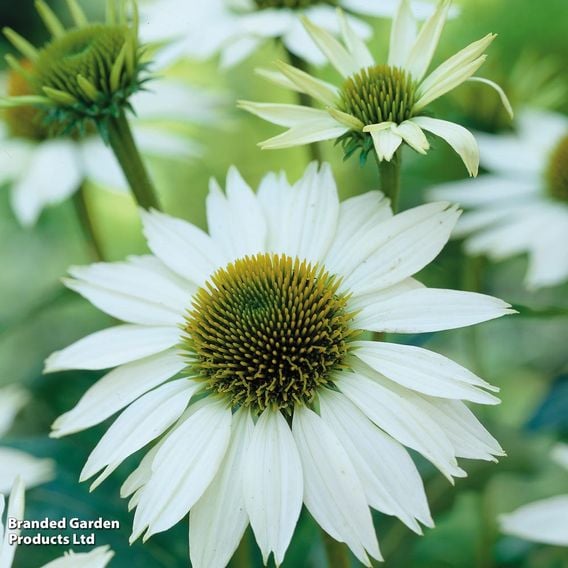 Summer Perennial Plant Bundle