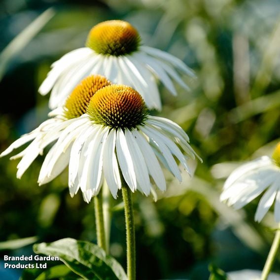Echinacea purpurea 'White Swan'