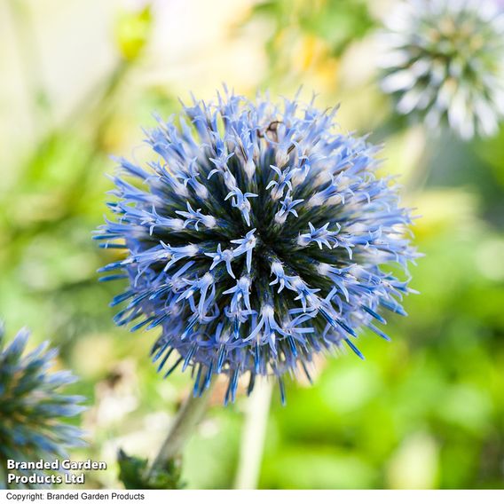 Echinops Ritro